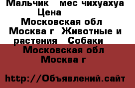 Мальчик 2 мес чихуахуа › Цена ­ 15 000 - Московская обл., Москва г. Животные и растения » Собаки   . Московская обл.,Москва г.